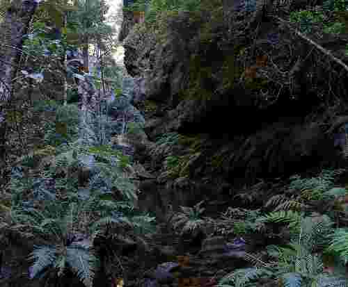 Rain Forest Blue Mountains